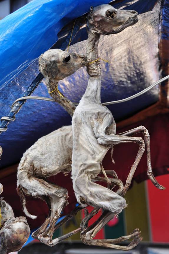 Lhamas mumificadas à venda na região da Calle de las Brujas, em La Paz, capital da Bolívia